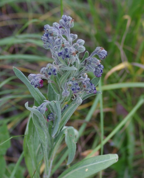 Pflanzenbild gross Echte Hundszunge - Cynoglossum officinale