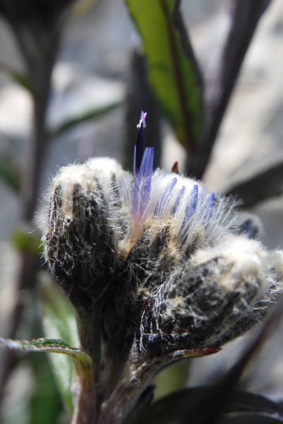 Pflanzenbild gross Gewöhnliche Alpenscharte - Saussurea alpina subsp. alpina