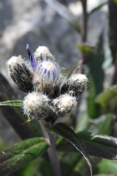 Pflanzenbild gross Gewöhnliche Alpenscharte - Saussurea alpina subsp. alpina