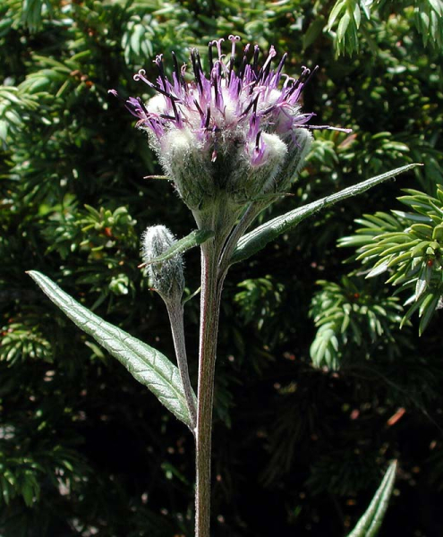 Pflanzenbild gross Gewöhnliche Alpenscharte - Saussurea alpina subsp. alpina