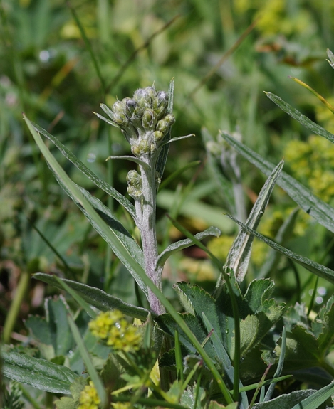 Pflanzenbild gross Gewöhnliche Alpenscharte - Saussurea alpina subsp. alpina