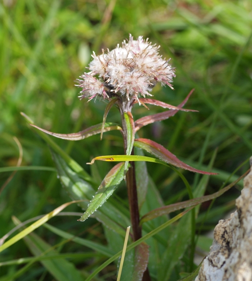 Pflanzenbild gross Gewöhnliche Alpenscharte - Saussurea alpina subsp. alpina