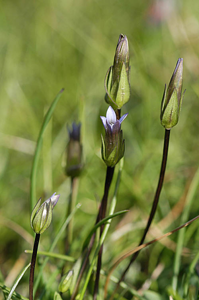 Pflanzenbild gross Zarter Enzian - Gentiana tenella