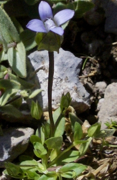 Pflanzenbild gross Zarter Enzian - Gentiana tenella