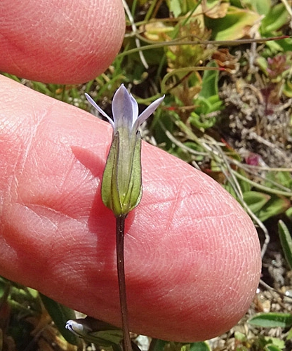 Pflanzenbild gross Zarter Enzian - Gentiana tenella