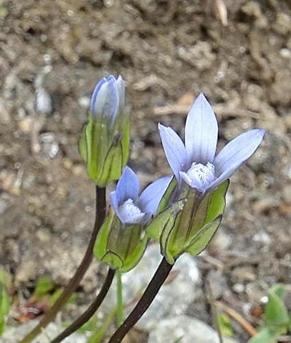 Pflanzenbild gross Zarter Enzian - Gentiana tenella