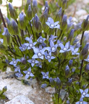 Pflanzenbild gross Zarter Enzian - Gentiana tenella