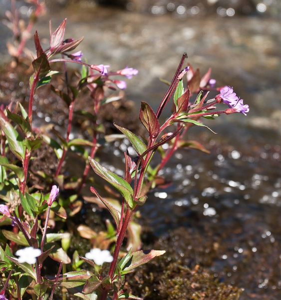 Pflanzenbild gross Mierenblättriges Weidenröschen - Epilobium alsinifolium