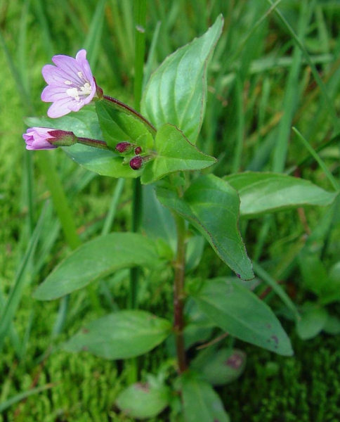 Pflanzenbild gross Mierenblättriges Weidenröschen - Epilobium alsinifolium