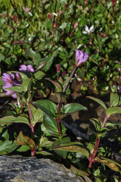 Pflanzenbild gross Mierenblättriges Weidenröschen - Epilobium alsinifolium