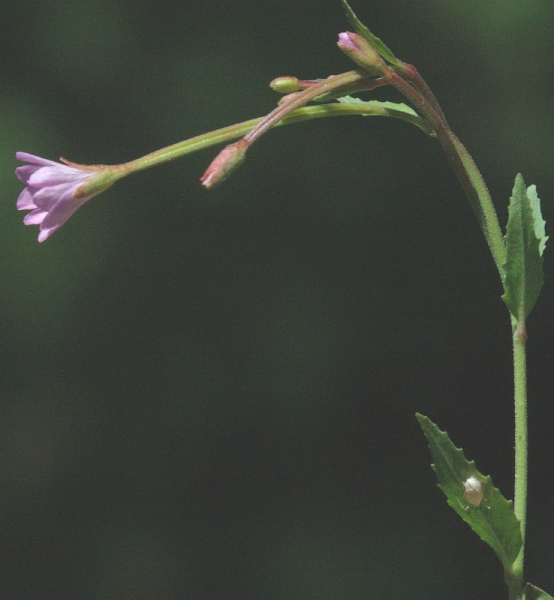 Pflanzenbild gross Mierenblättriges Weidenröschen - Epilobium alsinifolium
