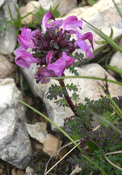 Pflanzenbild gross Kopfiges Läusekraut - Pedicularis rostratocapitata