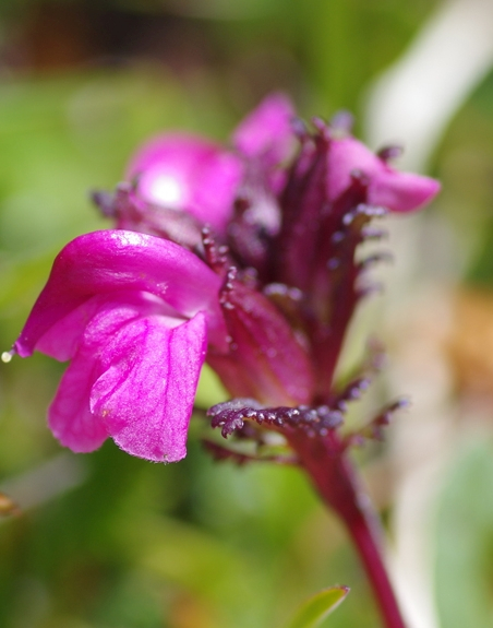 Pflanzenbild gross Kopfiges Läusekraut - Pedicularis rostratocapitata