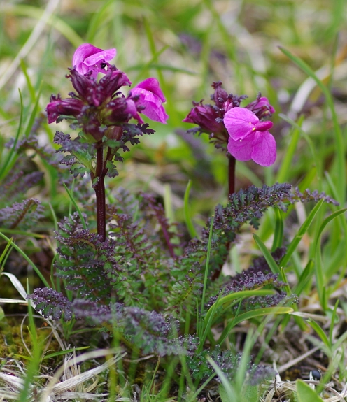 Pflanzenbild gross Kopfiges Läusekraut - Pedicularis rostratocapitata