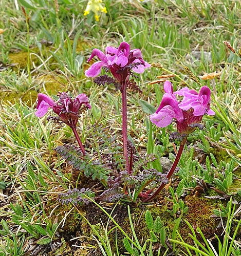 Pflanzenbild gross Kopfiges Läusekraut - Pedicularis rostratocapitata