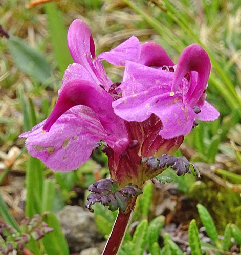 Pflanzenbild gross Kopfiges Läusekraut - Pedicularis rostratocapitata
