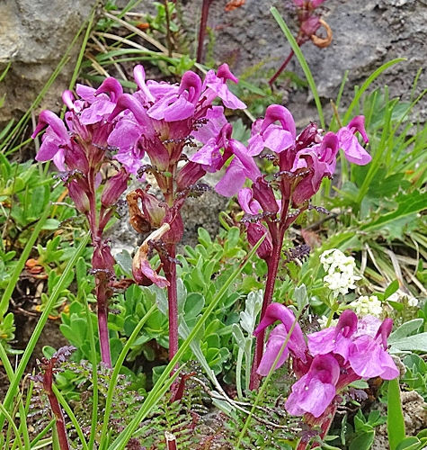 Pflanzenbild gross Kopfiges Läusekraut - Pedicularis rostratocapitata
