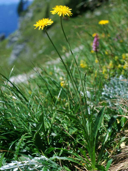 Pflanzenbild gross Alpen-Pippau - Crepis alpestris