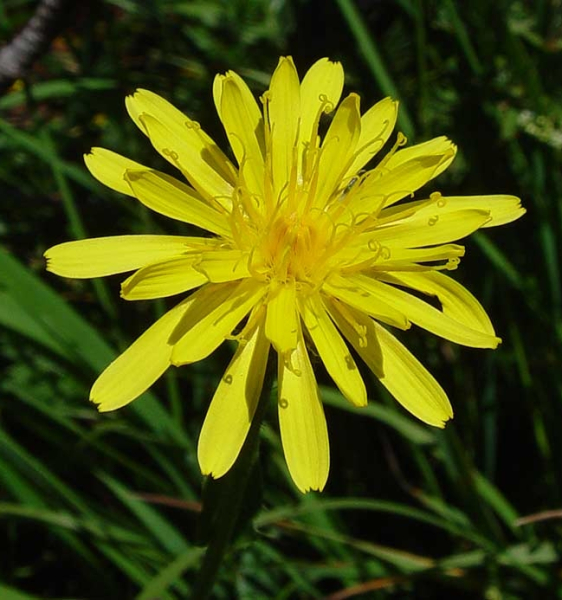 Pflanzenbild gross Alpen-Pippau - Crepis alpestris