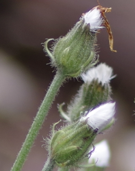 Pflanzenbild gross Alpen-Pippau - Crepis alpestris