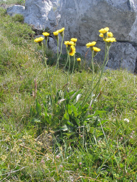Pflanzenbild gross Alpen-Pippau - Crepis alpestris