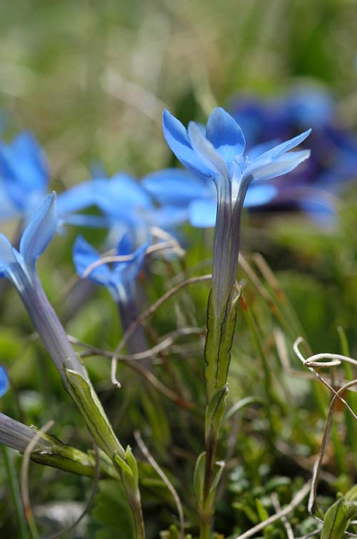 Pflanzenbild gross Kurzblättriger Enzian - Gentiana brachyphylla