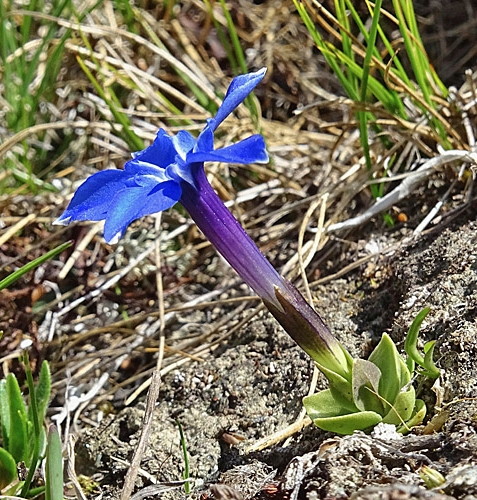 Pflanzenbild gross Kurzblättriger Enzian - Gentiana brachyphylla