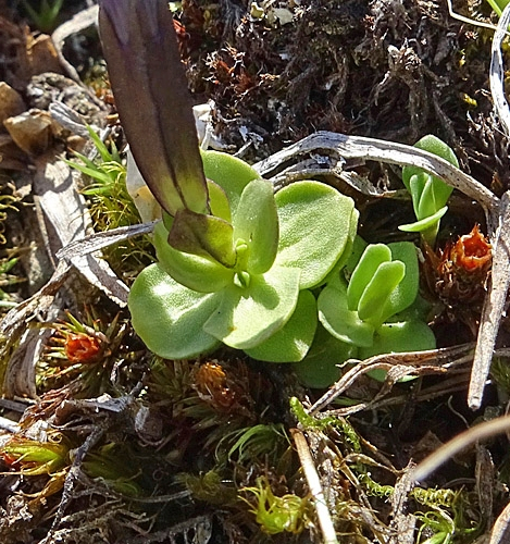 Pflanzenbild gross Kurzblättriger Enzian - Gentiana brachyphylla