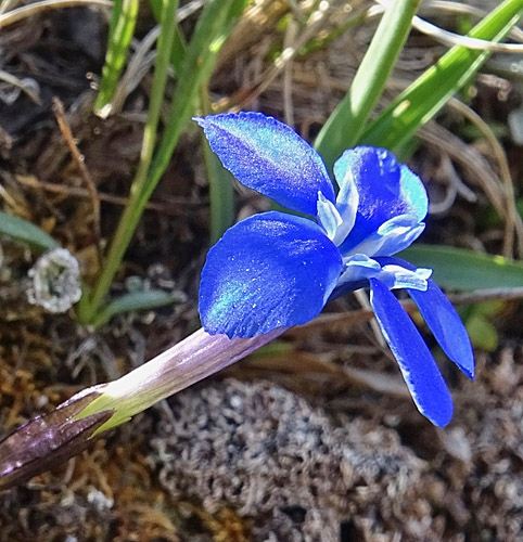 Pflanzenbild gross Kurzblättriger Enzian - Gentiana brachyphylla