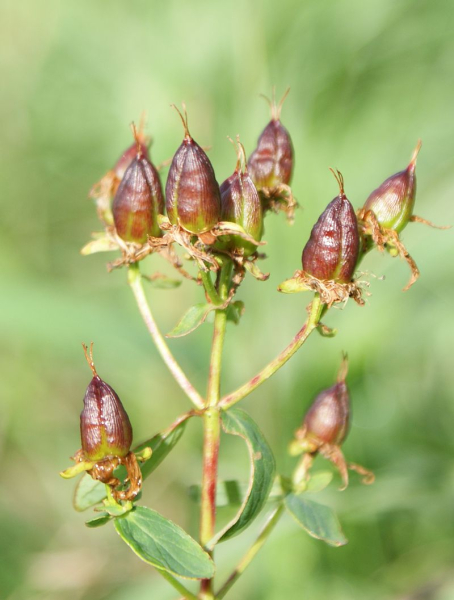 Pflanzenbild gross Gewöhnliches Geflecktes Johanniskraut - Hypericum maculatum subsp. maculatum