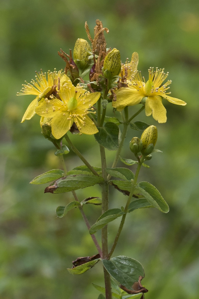 Pflanzenbild gross Gewöhnliches Geflecktes Johanniskraut - Hypericum maculatum subsp. maculatum
