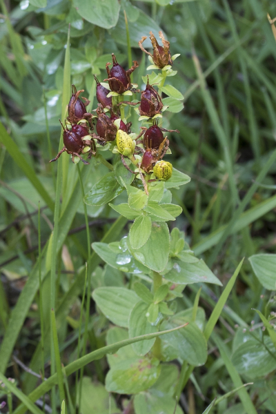 Pflanzenbild gross Gewöhnliches Geflecktes Johanniskraut - Hypericum maculatum subsp. maculatum