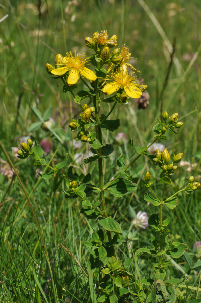 Pflanzenbild gross Gewöhnliches Geflecktes Johanniskraut - Hypericum maculatum subsp. maculatum