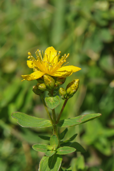 Pflanzenbild gross Gewöhnliches Geflecktes Johanniskraut - Hypericum maculatum subsp. maculatum
