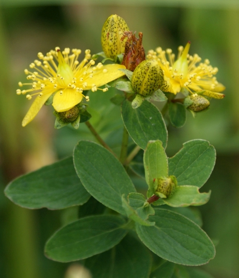 Pflanzenbild gross Gewöhnliches Geflecktes Johanniskraut - Hypericum maculatum subsp. maculatum