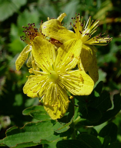 Pflanzenbild gross Gewöhnliches Geflecktes Johanniskraut - Hypericum maculatum subsp. maculatum