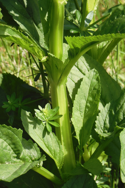 Pflanzenbild gross Geflügelte Braunwurz - Scrophularia umbrosa