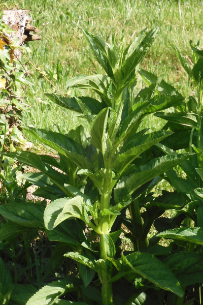 Pflanzenbild gross Geflügelte Braunwurz - Scrophularia umbrosa
