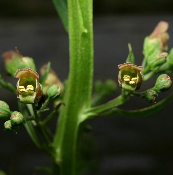 Pflanzenbild gross Geflügelte Braunwurz - Scrophularia umbrosa