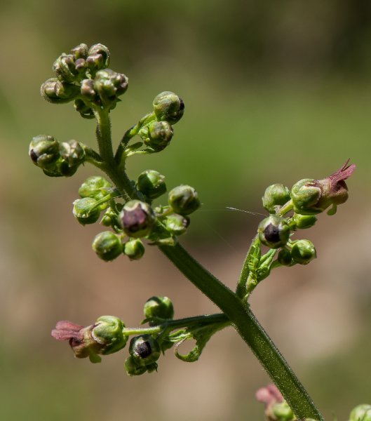 Pflanzenbild gross Geflügelte Braunwurz - Scrophularia umbrosa
