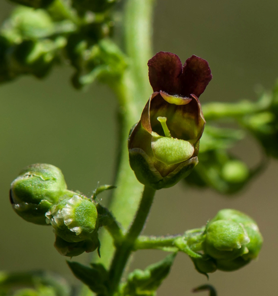 Pflanzenbild gross Geflügelte Braunwurz - Scrophularia umbrosa