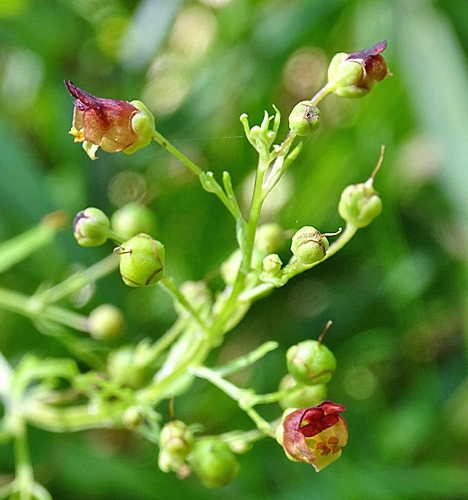 Pflanzenbild gross Geflügelte Braunwurz - Scrophularia umbrosa