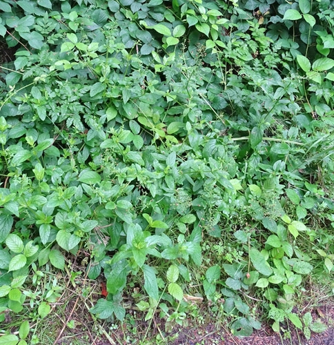 Pflanzenbild gross Geflügelte Braunwurz - Scrophularia umbrosa