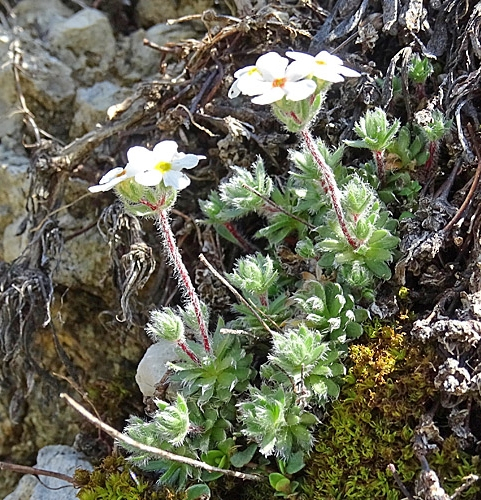 Pflanzenbild gross Zottiger Mannsschild - Androsace villosa