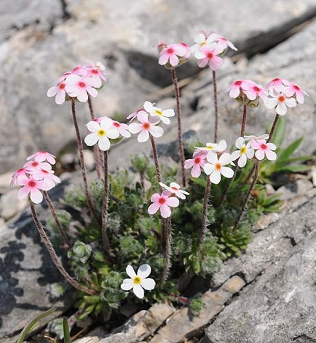 Pflanzenbild gross Zottiger Mannsschild - Androsace villosa