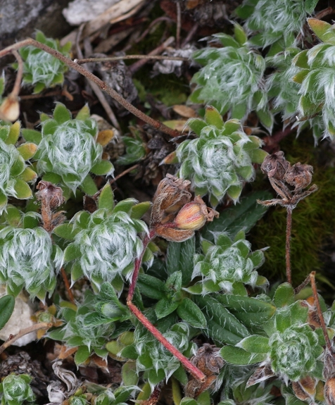 Pflanzenbild gross Zottiger Mannsschild - Androsace villosa