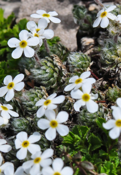 Pflanzenbild gross Zottiger Mannsschild - Androsace villosa