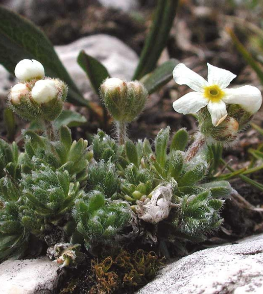 Pflanzenbild gross Zottiger Mannsschild - Androsace villosa