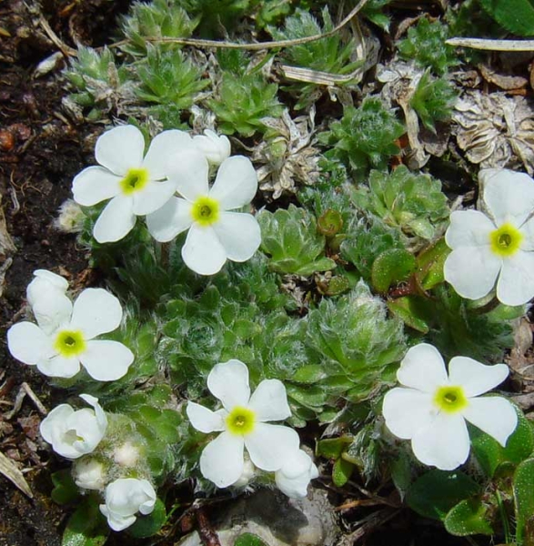 Pflanzenbild gross Zottiger Mannsschild - Androsace villosa