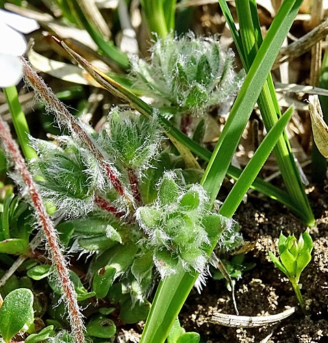 Pflanzenbild gross Zottiger Mannsschild - Androsace villosa